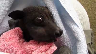 Black Flying-fox (Pteropus alecto)