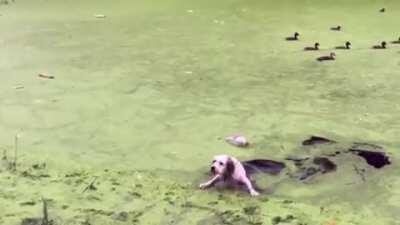 Just because it looks like grass...