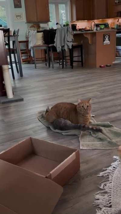 Newt, the crusher of dreams