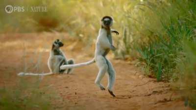 Sifakas are lemurs native to Madagascar, and they are skillful climbers and powerful jumpers, able to make leaps up to 10 m (32.8 ft) from tree to tree. On the ground, they move in a sideways hopping motion while holding their fore limbs up for balance. I