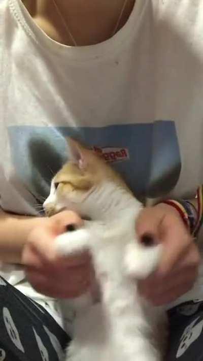 i woke her up for this ☹️😖 lol 😂😂😂😂😂 cutie cat