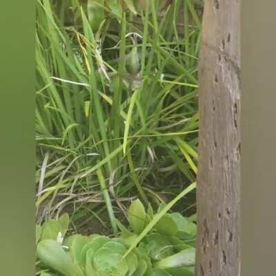 Hummingbird picks up and carries another bird!