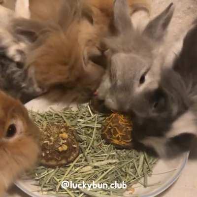 Enjoying the BUNdt cakes I made them