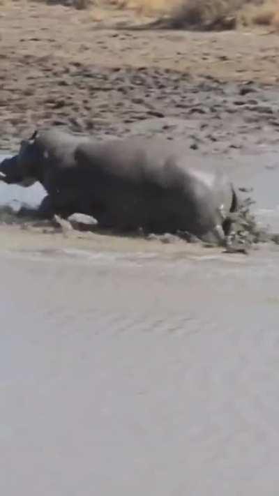 angry elephant chasing hippo