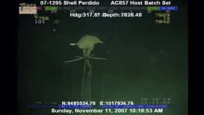 a magnapinna squid - filmed 8000ft below the surface