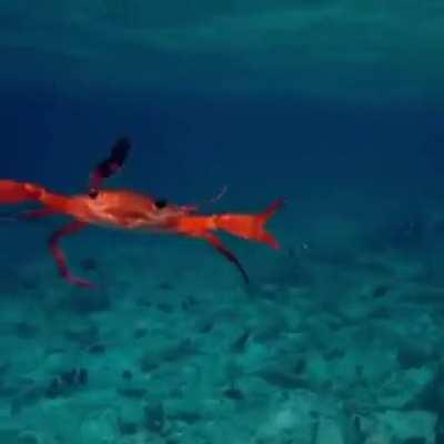 🔥 Crab Swimming In The Ocean