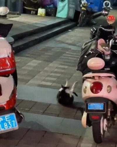 Even cat is doing abs, what about you?