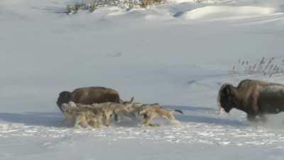 Fuck you, feed the wolves while I escape (credit: Frozen Planet)