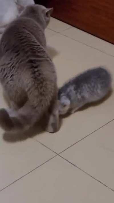 Мама отомстит!