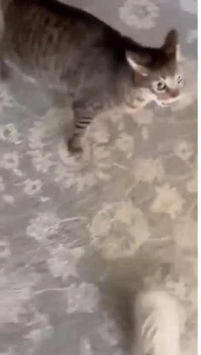 Coming home after petting another cat