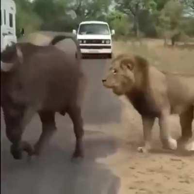 hoofed animals are vulnerable on paved roads