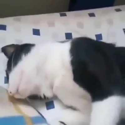 BeelcitosMemes - Video #2901