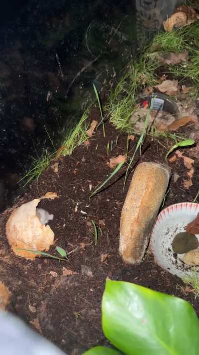 How to set up a bioactive (dwarf) Hamster enclosure, please read body if in any way curious as doing this wrong will result in danger or death of hamster :(