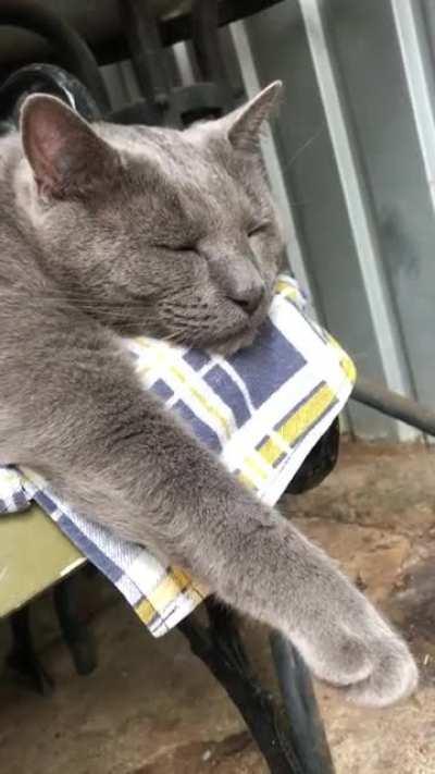 Mouse does some sleepy chirps