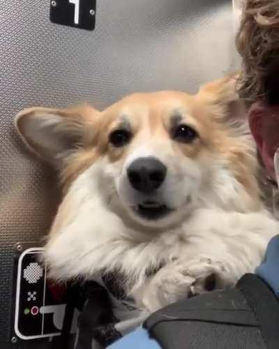 Goodest dog likes to go on the subway :)