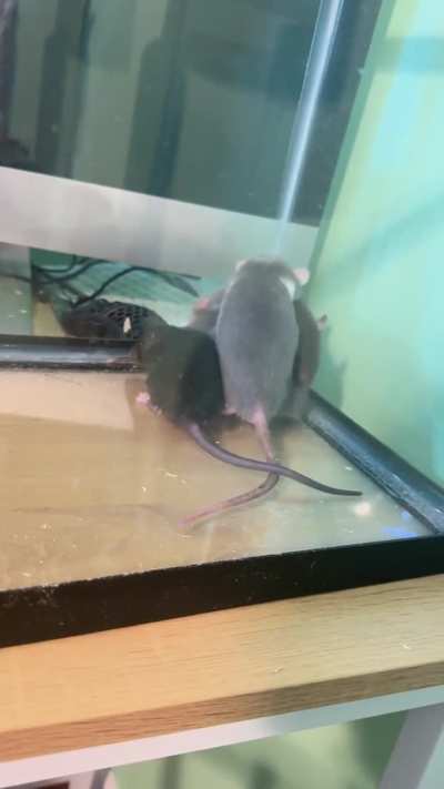 Introductions are going great!!!