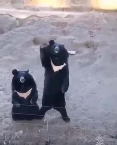 Bears Saying Hello