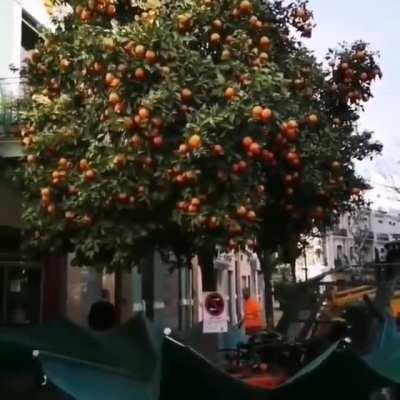 Сбор диких апельсинов в испанском городе Валенсия