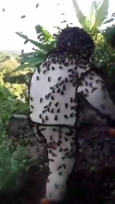 Farming deadly hornets nest