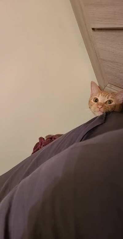 Willow is off to the cat dimension