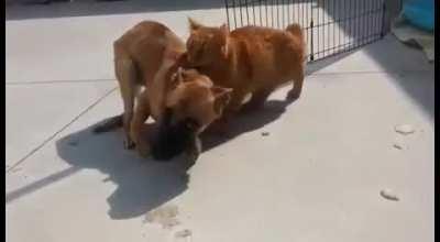Dog refused to walk again until he made a new friend.