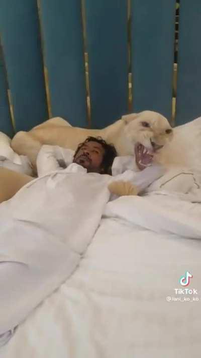 Sleeping with lions