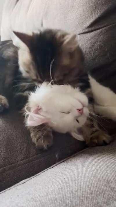 Resistance is futile