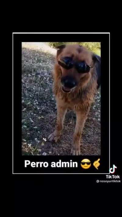 Perro admin 😎