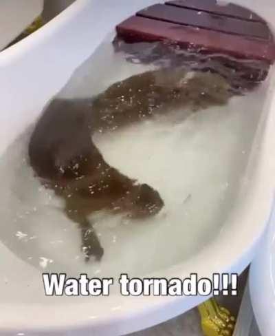 Crazy water tornado spotted in a bathtub today