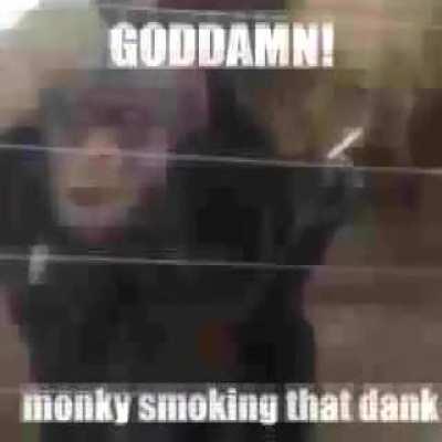 🐵🐵🤟🤟🤟 awesome!!!!!!!