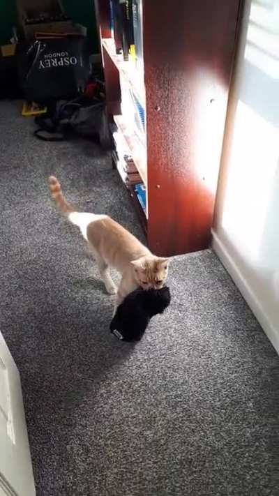 Bucket needs this hat. His brother Mop is confused.