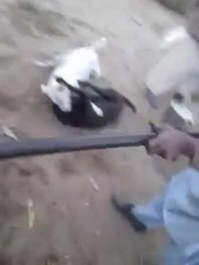 Trying to Stop a Fight Between Canines