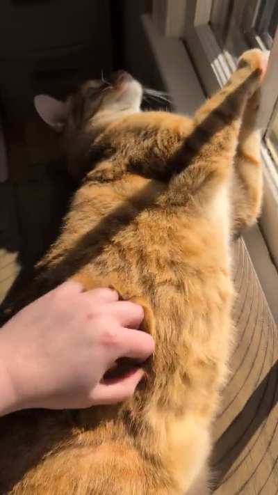 Must pet that BELLY!