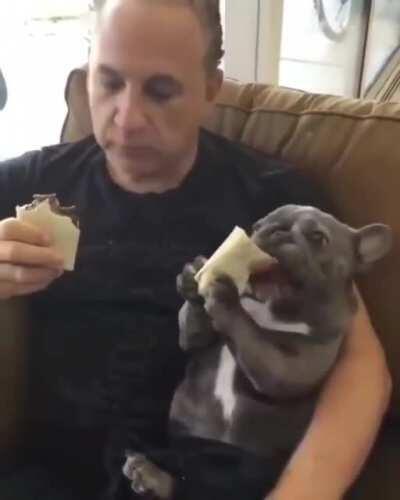 Папа: Никаких собак в доме! Также папа: