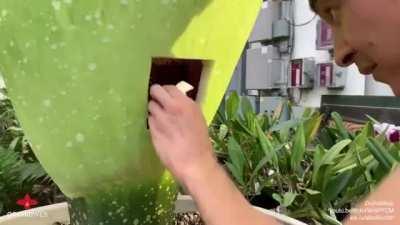 How corpse flowers are pollinated