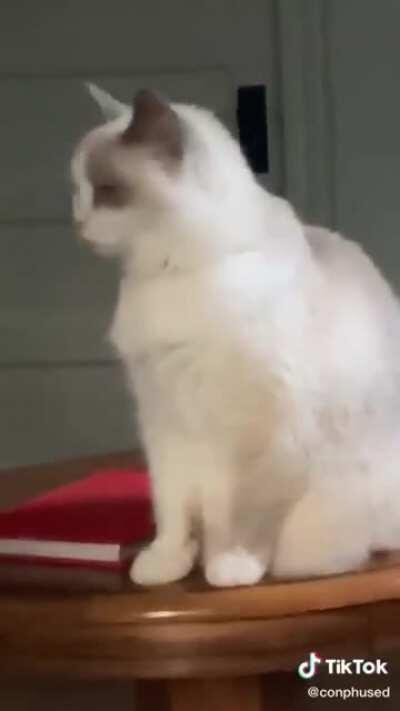 pspspspspspsps gatinho gatinho