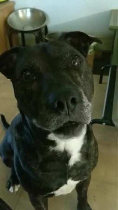 Fergus politely checking if I'm up for a play