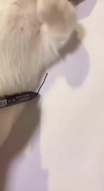 Drawing your cat as realistically as possible 😹