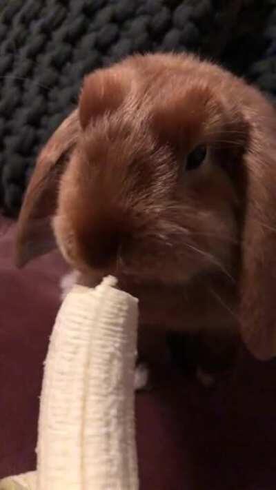 Help! Our little bun pees in her waterbowl and have started making a habit out of it, she’ll drink from it then pee in it. She used to have a bottle which we have put up again in her base. Any advice?