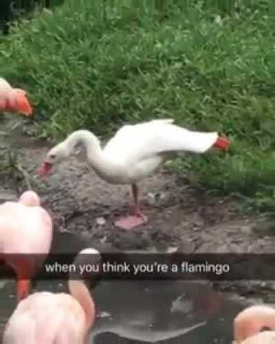 The rare white goose flamingo