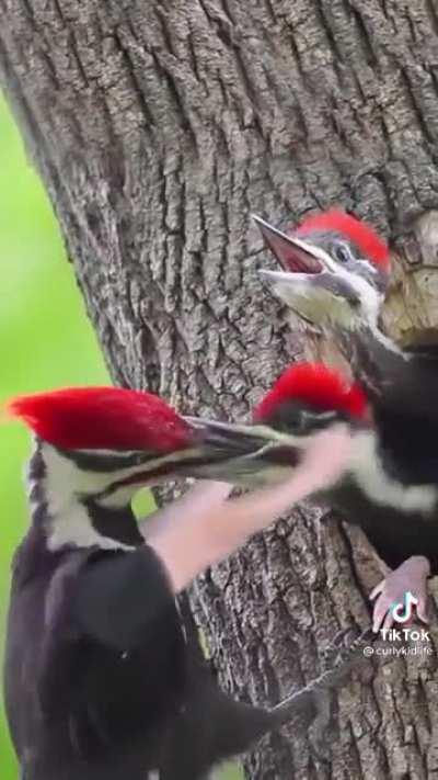 If birds had hands