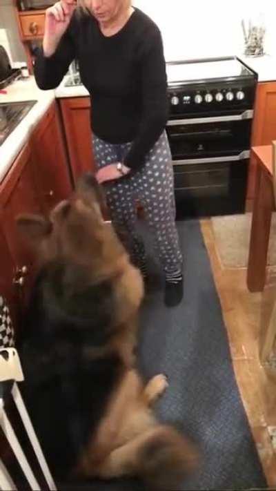 What Could Go Wrong Do Dog Trick In Kitchen