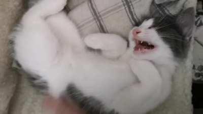 Mikey wasn't happy with me interrupting his nap 🥰