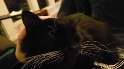 This is Nyx and this has become our before bed ritual. She will cry for me in the living room if I try to go to bed without giving her scritches on the couch. She might be just a little spoiled haha