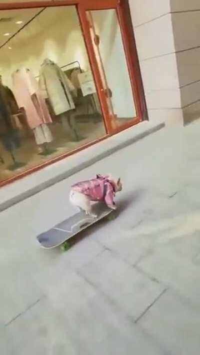 this French dog got mad skateboard skills