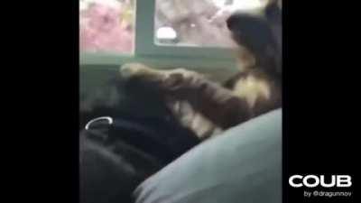 Every dog has it's day ayee