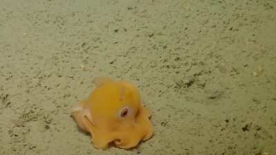 🔥A Bright Yellow Octopus