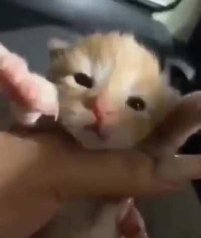 what a cute cat, SOLDIER NO