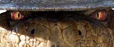 This is more than cinema, it's art 