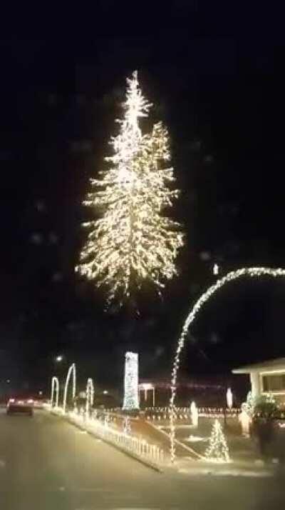 The way this tree is lit.
